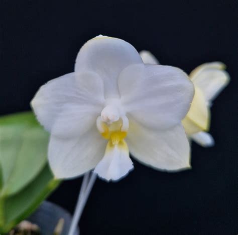 phalaenopsis tzu chiang chrisna